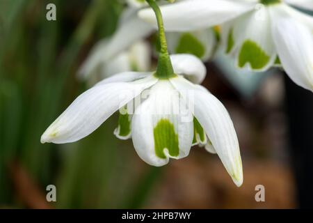 Galanthus 'Jacquenetta' (Schneeglöckchen) eine im Frühling doppelt blühende Winter-Zwiebelpflanze mit einer weiß grünen Frühlingsblume im Januar, Stock-Foto-Bild Stockfoto