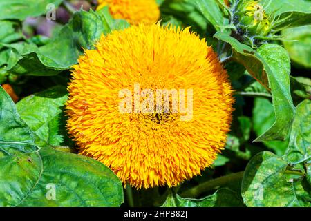 Helianthus annuus 'Teddybär' eine sommerliche, doppelt flauschige, blühende Pflanze mit einer gelben Sommerblume, die allgemein als Zwerg-Sungold bekannt ist, Stock Photo imag Stockfoto