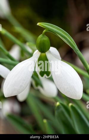 Galanthus x hybridus 'Merlin' (Schneeglöckchen) eine im Frühling Winter bauchige Pflanze mit einer weiß grünen Frühlingsblume im Januar, Stock Foto Bild Stockfoto