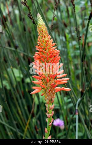 Aloe arborescens eine Sommer blühende Pflanze mit einer roten Sommerblüte, die allgemein als Fackel Aloe bekannt ist, Stockfoto Stockfoto