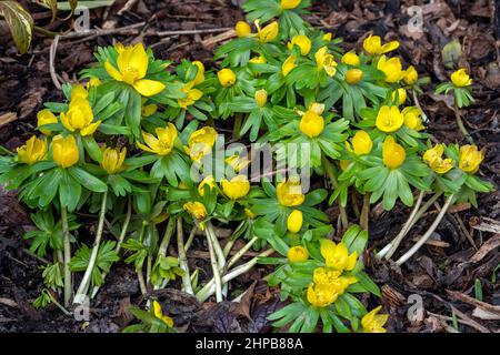 Eranthis hyemalis eine im späten Winter blühende Pflanze mit einer gelben Winterblüte, die allgemein als Winterakonit bekannt ist, Stock-Foto-Bild Stockfoto