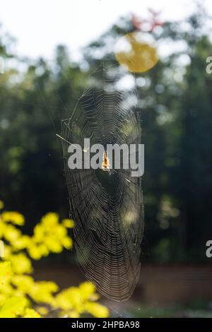 Spinnennetz und Spinne an einem sonnigen Sommertag auf grünem Hintergrund. Stockfoto
