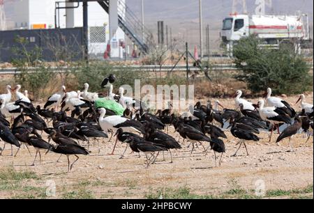 Der Storch von Abdim (Ciconia abdimii) und der Weißstorch (Ciconia ciconia) haben sich auf dem Industriegelände Oman eingetrieben Dezember Stockfoto