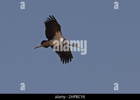 Abdim's Stork (Ciconia abdimii) ist auf dem Flug erwachsen, kurz vor der Landung im Oman Dezember Stockfoto