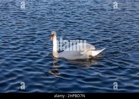 Weißer Schwan in Rotes Valle, Stockport, Khetan, Großbritannien. Stockfoto