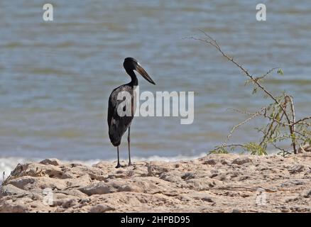 African Openbill (Anastomus lamelligerus lamelligerus) Erwachsener steht am Meer Oman Dezember Stockfoto