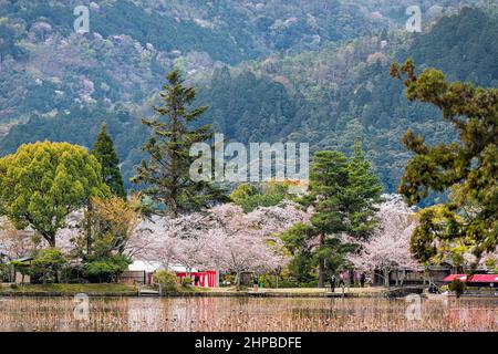 Kyoto, Japan - 11. April 2019: Kirschblüten-Sakura blüht blühende Bäume Osawa-no-Ike See im Frühling Frühling im Arashiyama Daikakuji Tempel mit Stockfoto