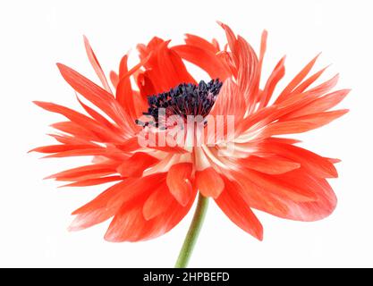 Nahaufnahme einer doppelten Anemone Stockfoto