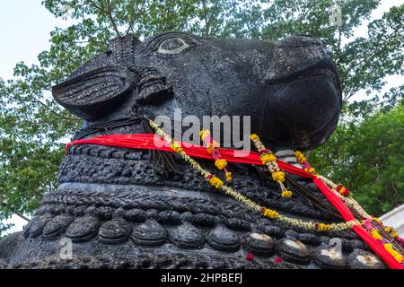 Nahaufnahme der 350 Jahre alten monolithischen Statue von Nandi (Stier) mit den Glocken, die nach täglichen Gebeten mit Blumen geschmückt sind, Chamundi Hill, Mysore, Indien Stockfoto