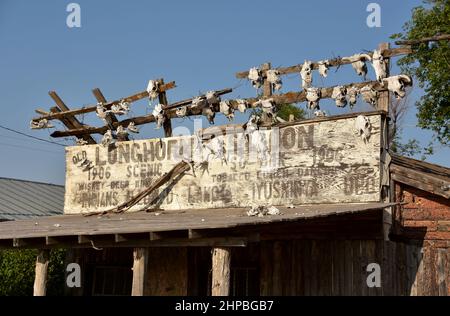 Verblassenes Longhorn-Schild auf einem Salon mit Totenköpfen in einer Geisterstadt in SD. Stockfoto