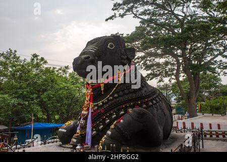 350 Jahre alte monolithische Statue von Nandi (Stier), Chamundi Hill, Mysore, Indien. Südindischer Tempel, hinduistischer religiöser Ort. Mysore Maharaja. Stockfoto