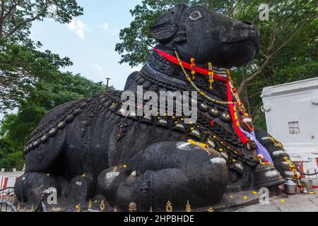 350 Jahre alte monolithische Statue von Nandi (Stier), Chamundi Hill, Mysore, Indien. Südindischer Tempel, hinduistischer religiöser Ort. Mysore Maharaja. Stockfoto