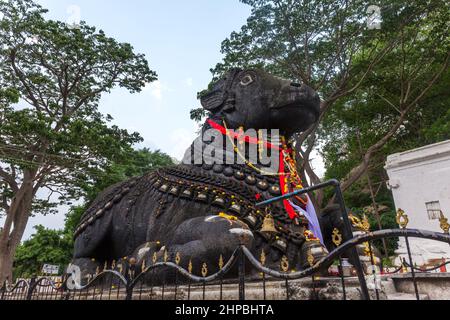 350 Jahre alte monolithische Statue von Nandi (Stier), Chamundi Hill, Mysore, Indien. Südindischer Tempel, hinduistischer religiöser Ort. Mysore Maharaja. Stockfoto