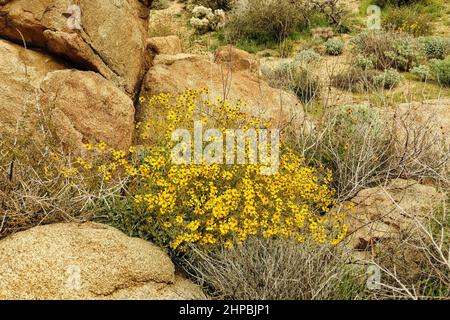 Gelbe Blüten des Brittlebush (Encelia farinosa), einer Wüstenpflanze im Joshua Tree National Park, Mojave Desert, Kalifornien, USA Stockfoto
