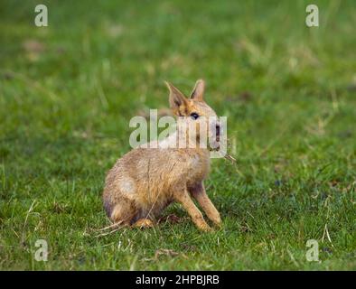 Mara Dolichotis patagonischen Young Stockfoto