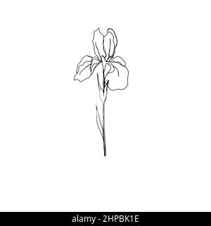 Linie Kunst Zeichnung von Blumen. Set Linie Kunst Blume Iris. Minimalismus Skizze, Idee für die Einladung, Design von instagram Geschichten und Highlights Icons Stockfoto