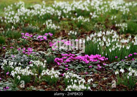 Cyclamen Coum, lila Blüten, galanthus, Schneeglöckchen, Schneeglöckchen, Mischung, gemischt, Pflanzenkombination, Frühlingsblumen, Blumen, Blüte, im Rasen naturalisieren, naturalis Stockfoto