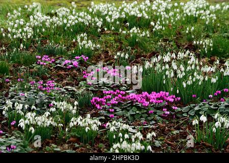 Cyclamen Coum, lila Blüten, galanthus, Schneeglöckchen, Schneeglöckchen, Mischung, gemischt, Pflanzenkombination, Frühlingsblumen, Blumen, Blüte, im Rasen naturalisieren, naturalis Stockfoto