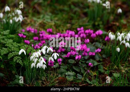 Cyclamen Coum, lila Blüten, galanthus, Schneeglöckchen, Schneeglöckchen, Mischung, gemischt, Pflanzenkombination, Frühlingsblumen, Blumen, Blüte, im Rasen naturalisieren, naturalis Stockfoto