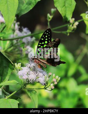 Der schwanzgrüne eichelhäher-Schmetterling (graphium agamemnon) sitzt auf einer wilden Blume Stockfoto