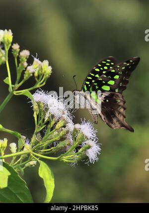 Der schwanzgrüne eichelhäher-Schmetterling (graphium agamemnon) sitzt auf einer wilden Blume Stockfoto