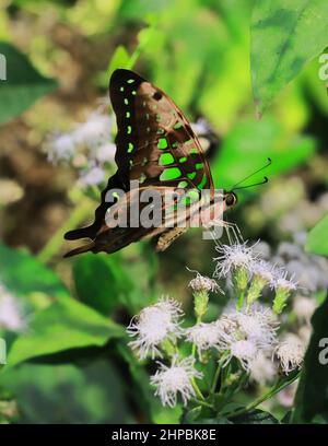 Der schwanzgrüne eichelhäher-Schmetterling (graphium agamemnon) sitzt auf einer wilden Blume Stockfoto