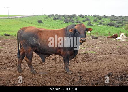 Bullen ruhen in einem eingezäunten Verschluss. Stockfoto