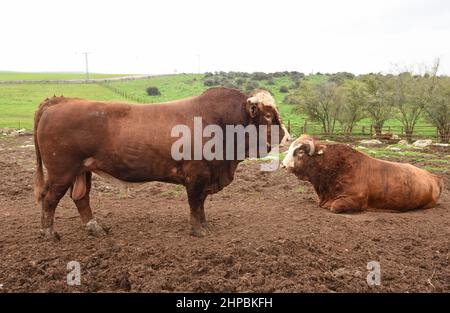 Bullen ruhen in einem eingezäunten Verschluss. Stockfoto