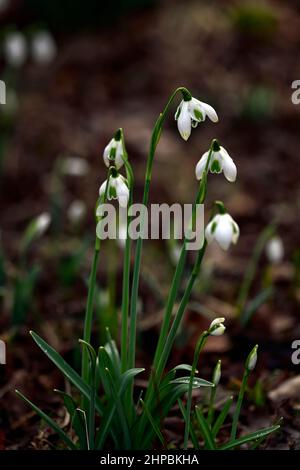 Galanthus Jacquenetta, Greatorex Double, Greatorex Doubles, Hybrid, Schneeglöckchen, Schneeglöckchen, Frühling, Blume, Blumen, Blüte, weiß, grüne Markierung, marki Stockfoto