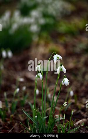 Galanthus Jacquenetta, Greatorex Double, Greatorex Doubles, Hybrid, Schneeglöckchen, Schneeglöckchen, Frühling, Blume, Blumen, Blüte, weiß, grüne Markierung, marki Stockfoto