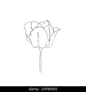 Linie Kunst Zeichnung von Blumen. Set Linie Kunst Blume Tulpe. Minimalismus Skizze, Idee für die Einladung, Design von instagram Geschichten und Highlights Icons Stockfoto