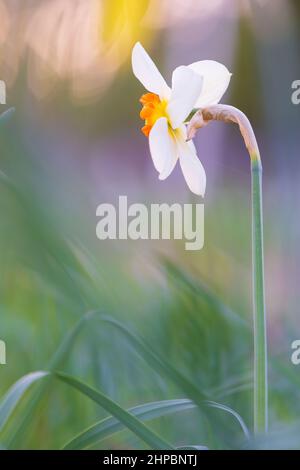 Weiße Narzissen, Poeticus Narzissen, Narcissus poeticus Actaea, blühen im Frühling. Unscharfer Bokeh-Hintergrund. Stockfoto