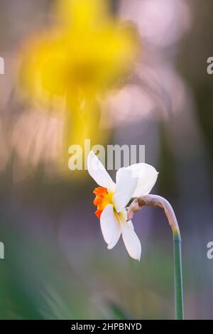 Weiße Narzissen, Poeticus Narzissen, Narcissus poeticus Actaea, blühen im Frühling. Unscharfer Bokeh-Hintergrund. Stockfoto