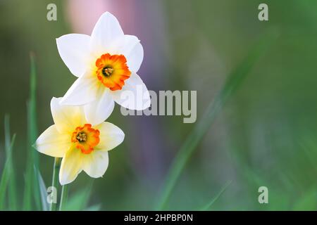 Weiße Narzissen, Poeticus Narzissen, Narcissus poeticus Actaea, blüht im Frühling. Unscharfer Bokeh-Hintergrund. Stockfoto