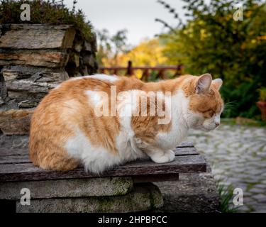 Ingwer-Katze auf einer Bank, streunende Katze meditiert Stockfoto