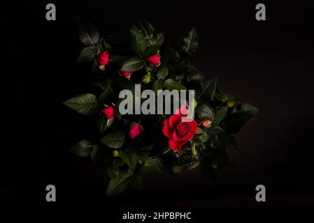 rosen blühen. Schwarzer Hintergrund . Rote Rosen auf schwarzem Hintergrund. Low-Taste. Stockfoto