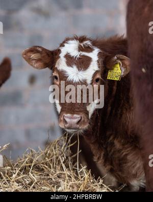 8 Wochen altes Kalb Stockfoto