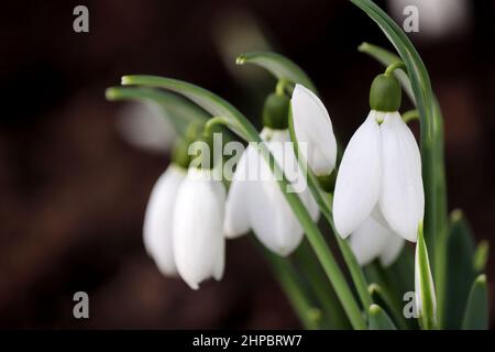 Im Wald blühen Schneefälle. Die ersten Frühlingsblüten schließen sich Stockfoto