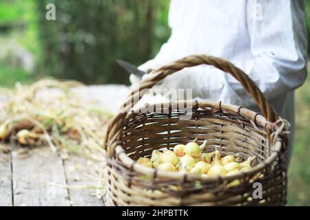 Ernte von Zwiebeln. Ein älterer Landwirt bereitet Gemüselager vor. Stockfoto