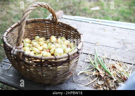 Ernte von Zwiebeln. Ein älterer Landwirt bereitet Gemüselager vor. Stockfoto