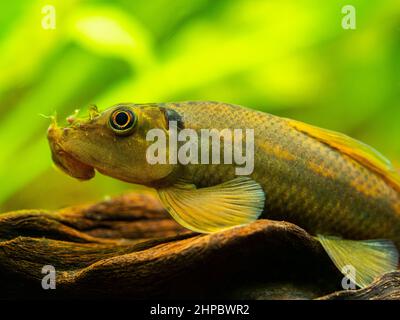 Makroaufnahme eines chinesischen Algenfressers (Gyrinocheilus aymonieri) im Aquarium mit verschwommenem Hintergrund Stockfoto