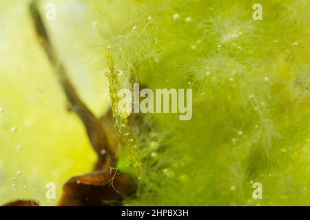 Opossum-Garnelen (Mysida sp) in der Ostsee, in Finnland Stockfoto