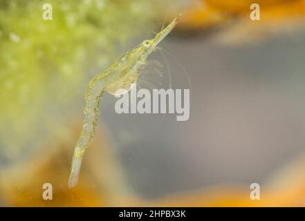 Opossum-Garnelen (Mysida sp) in der Ostsee, in Finnland Stockfoto