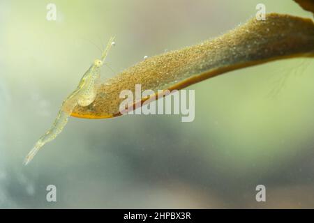 Opossum-Garnelen (Mysida sp) in der Ostsee, in Finnland Stockfoto