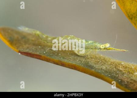 Opossum-Garnelen (Mysida sp) in der Ostsee, in Finnland Stockfoto