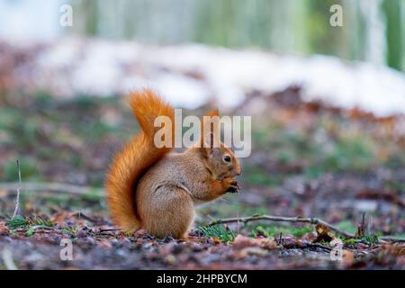 Eichhörnchen (Sciurus) im Profil mit dem Schwanz angehoben Essen etwas Stockfoto