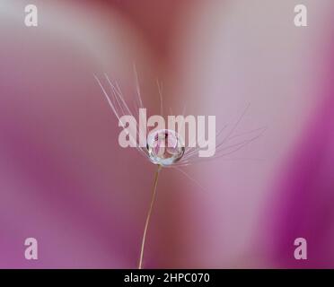 Grove Schwebfliege Insekt auf Blume Tier Makro-Fotografie Stockfoto