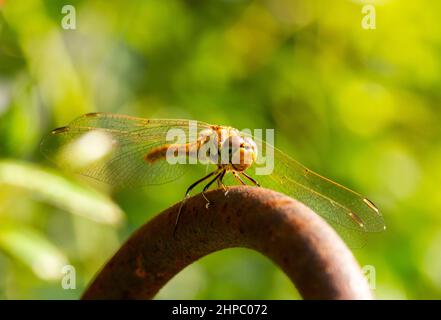 Sitzende Libellen-Makrofotografie im Garten mit grünem Hintergrund Stockfoto