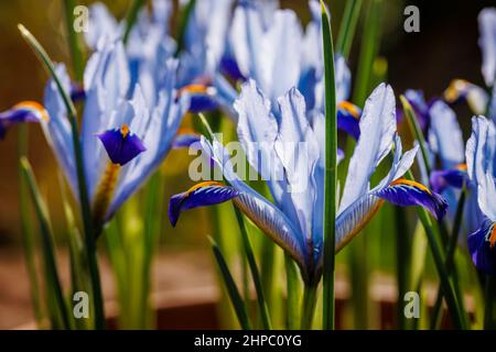 Blau, weiß und gelb bauchig winterhart mehrjährige Iris reticulata 'Carolina' in Blüte im späten Winter bis zum frühen Frühjahr (aus dem Irak und Iran) Stockfoto