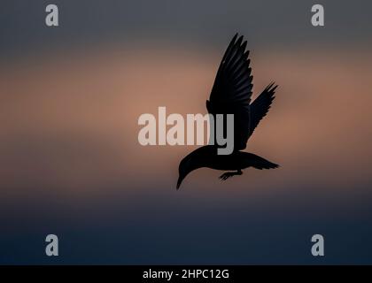 Tern Whiskered (Chlidonias hybridus) Erwachsener in Silhouette bei Dämmerung, Donaudelta, Rumänien Stockfoto